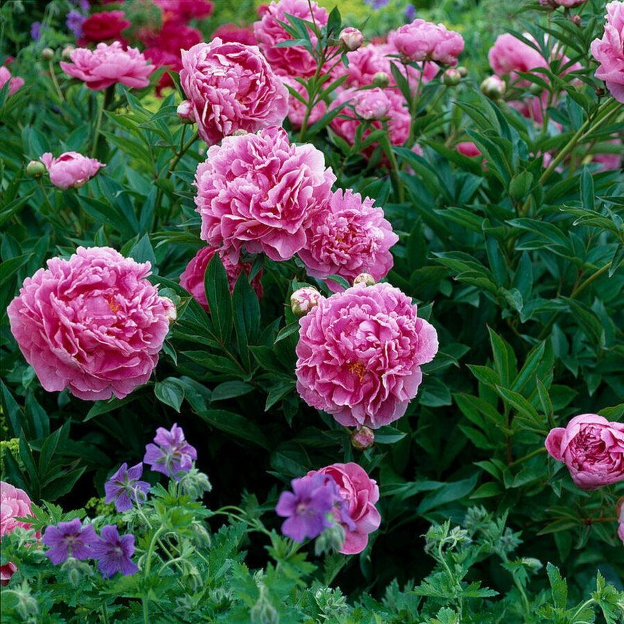 G323 Paeonia X Lactiflora Doctor Alexander Fleming - View 12 from www redcrocus com