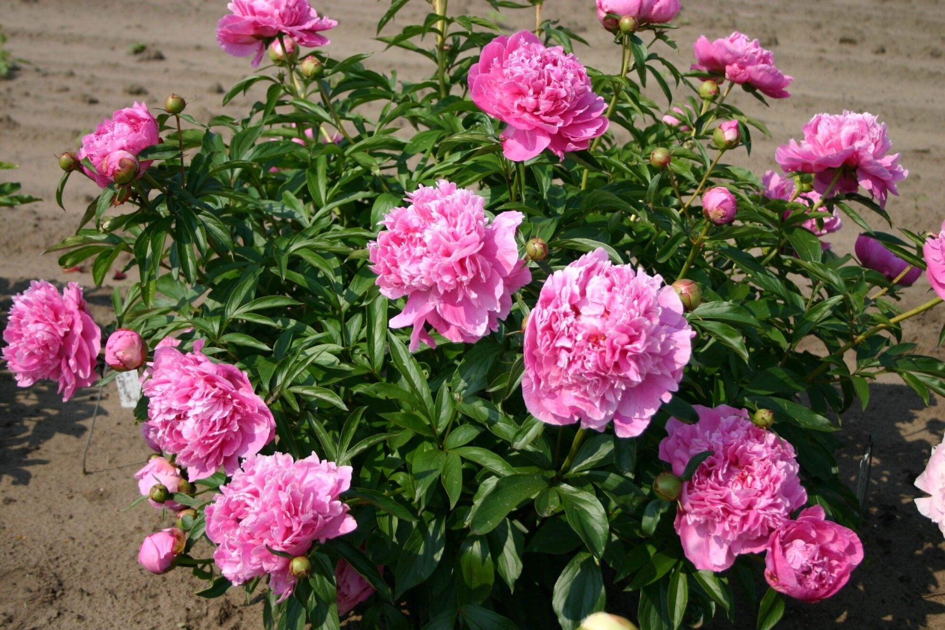 G323 Paeonia X Lactiflora Doctor Alexander Fleming - View 13 from www redcrocus com