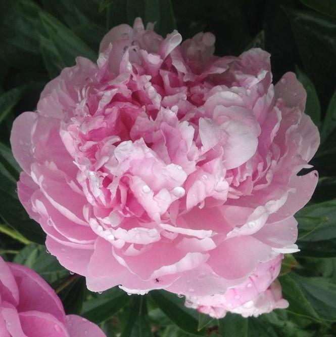 G323 Paeonia X Lactiflora Doctor Alexander Fleming - View 15 from www redcrocus com