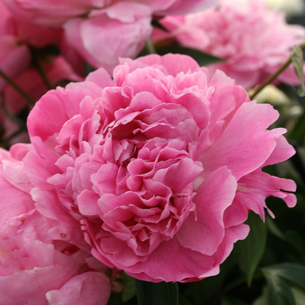 G323 Paeonia X Lactiflora Doctor Alexander Fleming - View 16 from www redcrocus com
