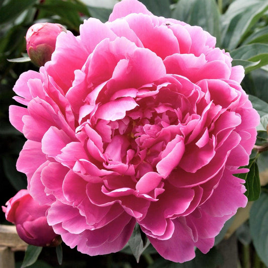 G323 Paeonia X Lactiflora Doctor Alexander Fleming - View 1 from www redcrocus com