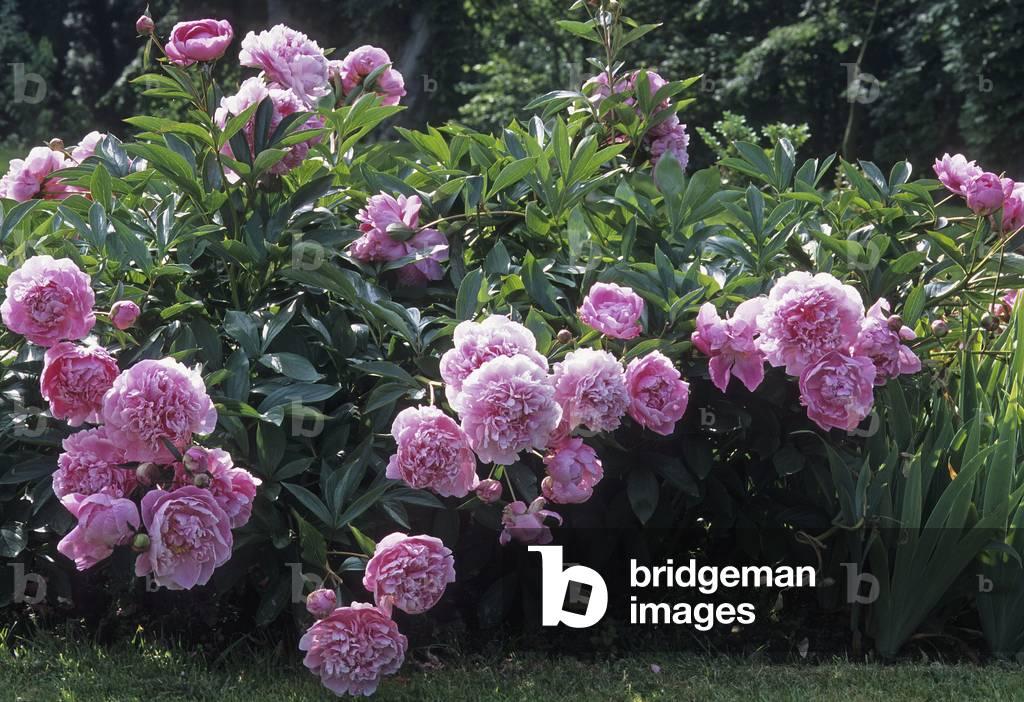 G323 Paeonia X Lactiflora Doctor Alexander Fleming - View 2 from www redcrocus com