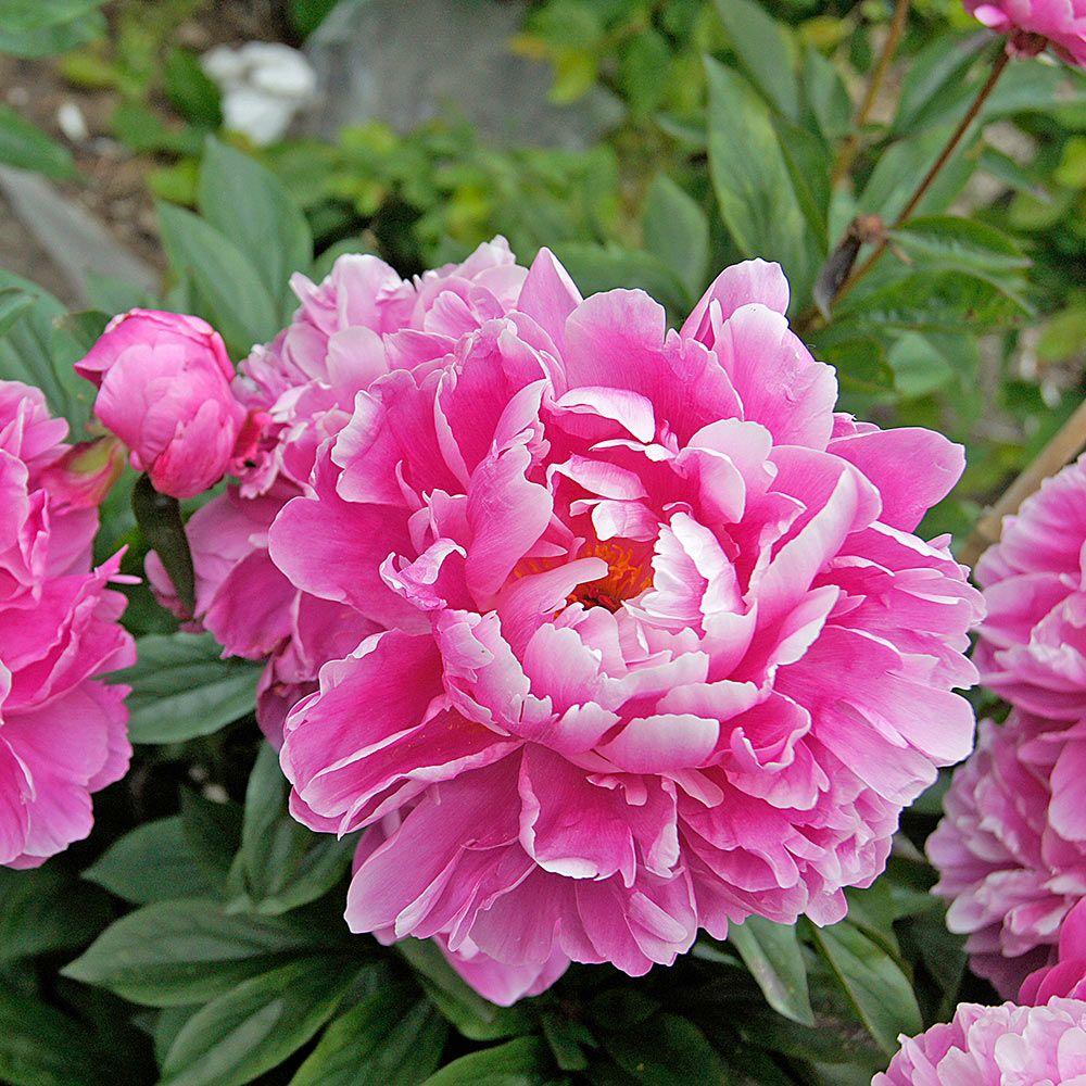 G323 Paeonia X Lactiflora Doctor Alexander Fleming - View 4 from www redcrocus com