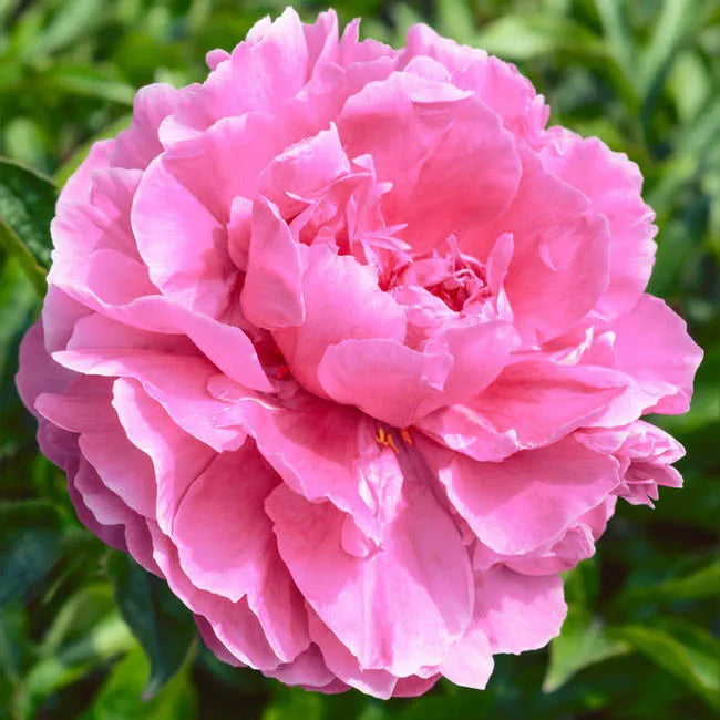 G323 Paeonia X Lactiflora Doctor Alexander Fleming - View 5 from www redcrocus com
