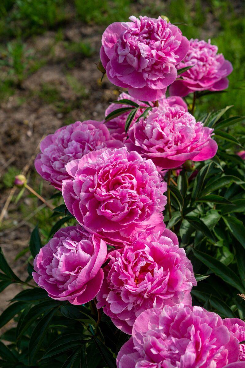 G323 Paeonia X Lactiflora Doctor Alexander Fleming - View 5 from www redcrocus com