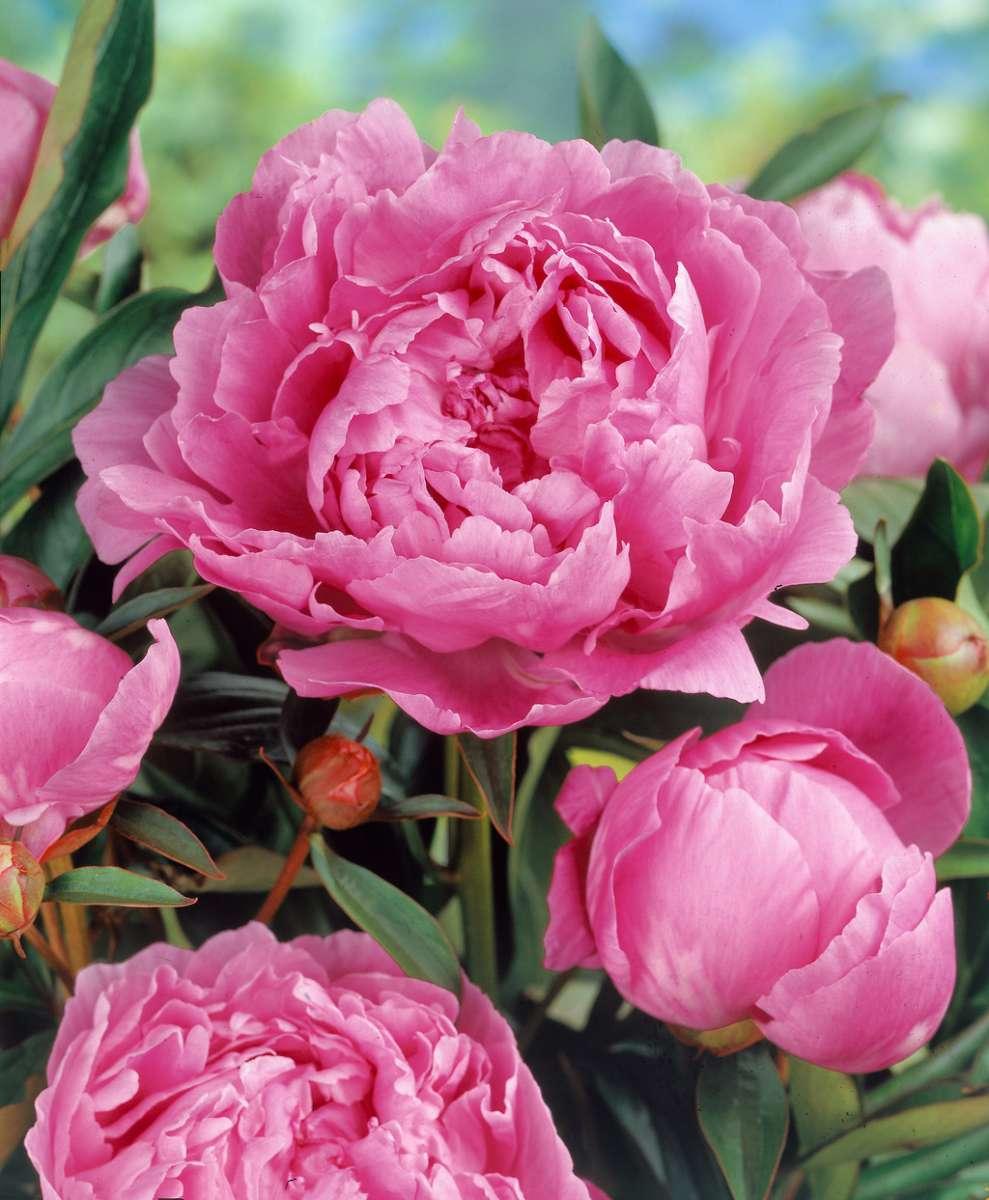 G323 Paeonia X Lactiflora Doctor Alexander Fleming - View 6 from www redcrocus com