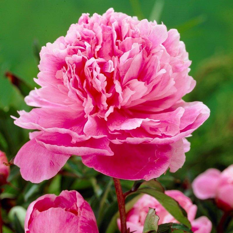 G323 Paeonia X Lactiflora Doctor Alexander Fleming - View 7 from www redcrocus com