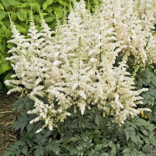 G332 Astilbe Chinensis 'visions In White' - View 14 from www redcrocus com