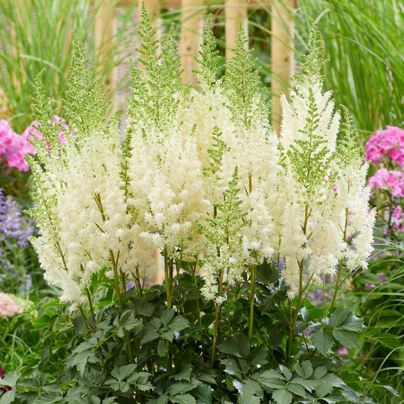 G332 Astilbe Chinensis 'visions In White' - View 16 from www redcrocus com