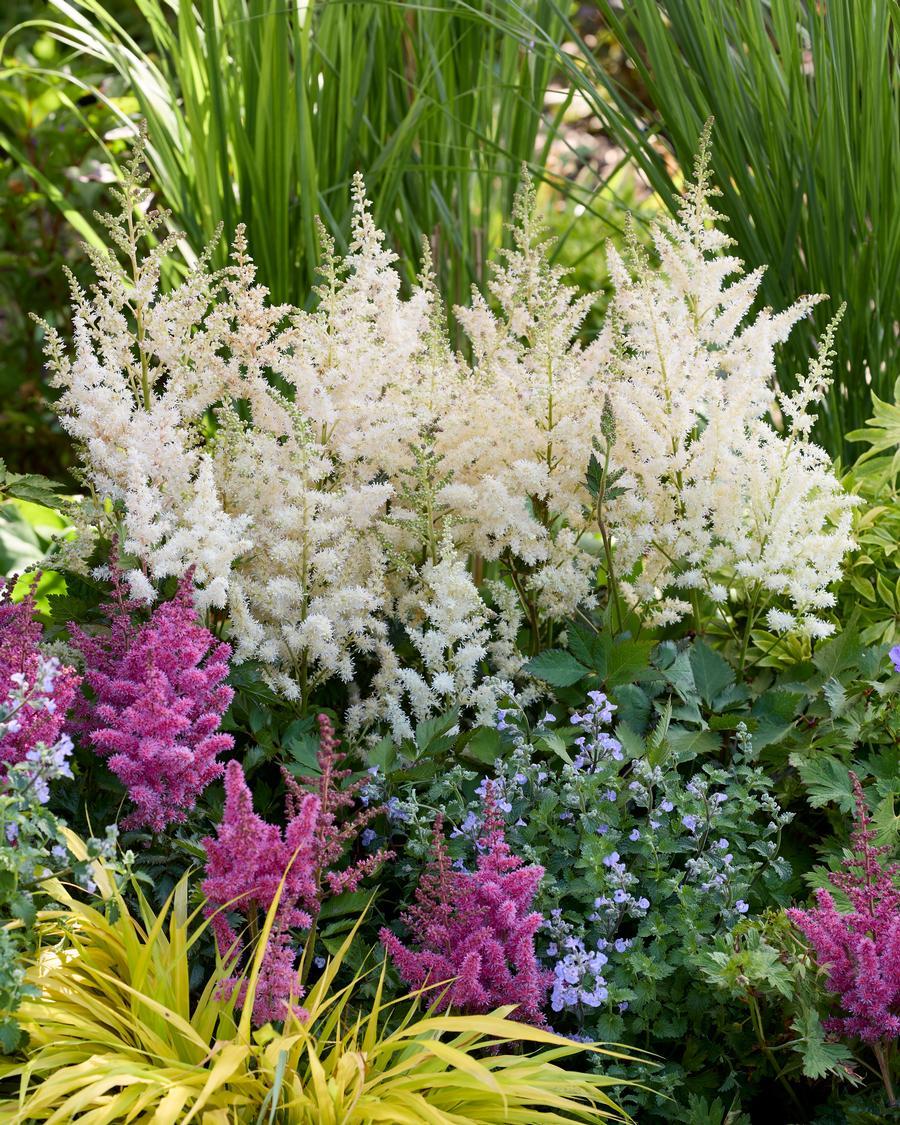 G332 Astilbe Chinensis 'visions In White' - View 1 from www redcrocus com