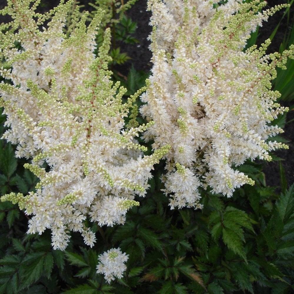 G332 Astilbe Chinensis 'visions In White' - View 21 from www redcrocus com