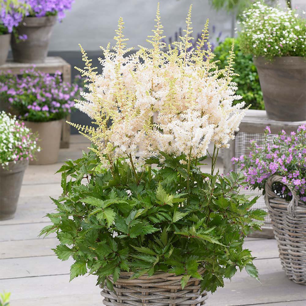 G332 Astilbe Chinensis 'visions In White' - View 28 from www redcrocus com