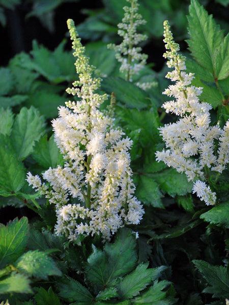 G332 Astilbe Chinensis 'visions In White' - View 6 from www redcrocus com