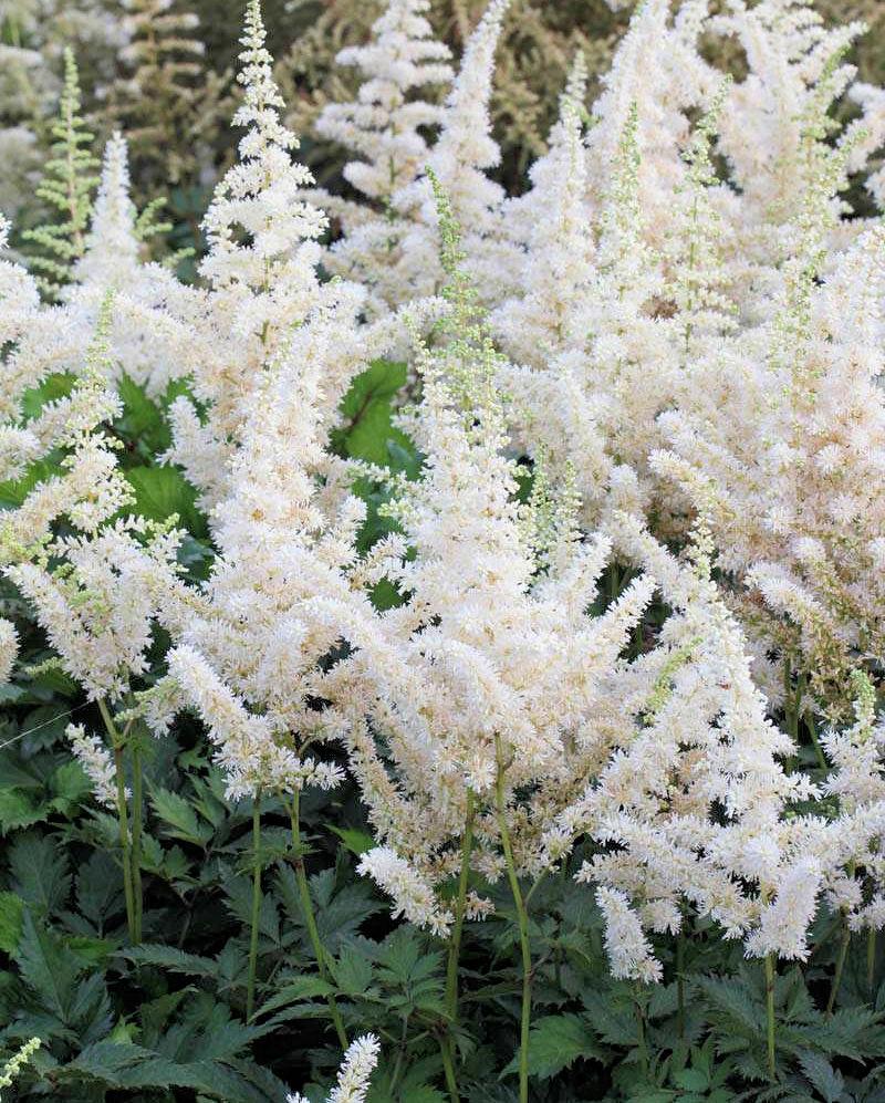 G332 Astilbe Chinensis 'visions In White' - View 9 from www redcrocus com