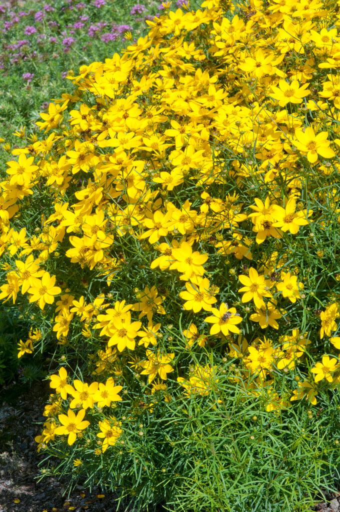 G342 Coreopsis Verticillata 'zagreb' - View 11 from www redcrocus com