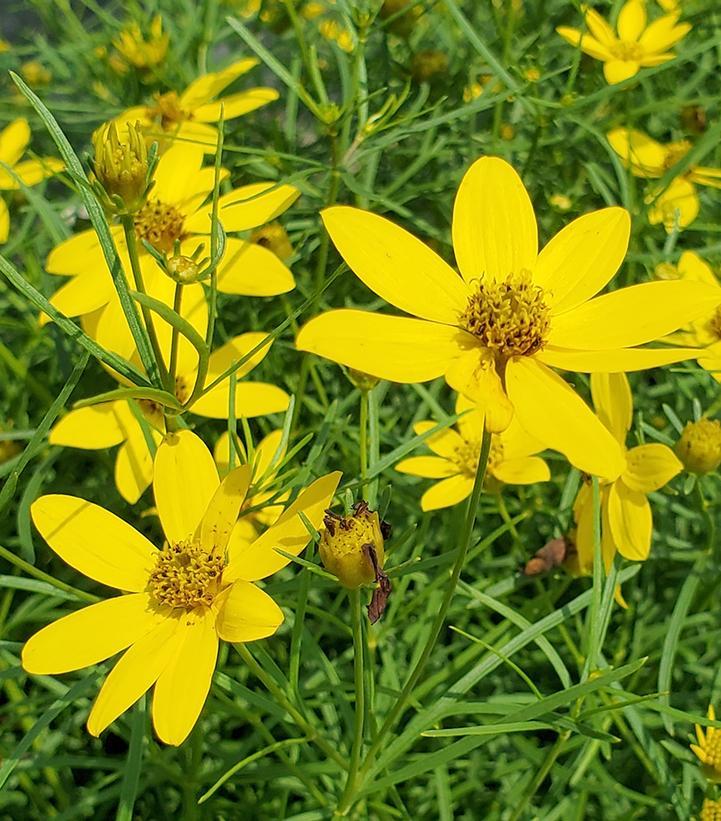 G342 Coreopsis Verticillata 'zagreb' - View 13 from www redcrocus com