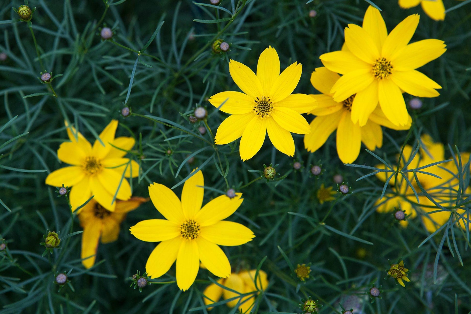 G342 Coreopsis Verticillata 'zagreb' - View 14 from www redcrocus com