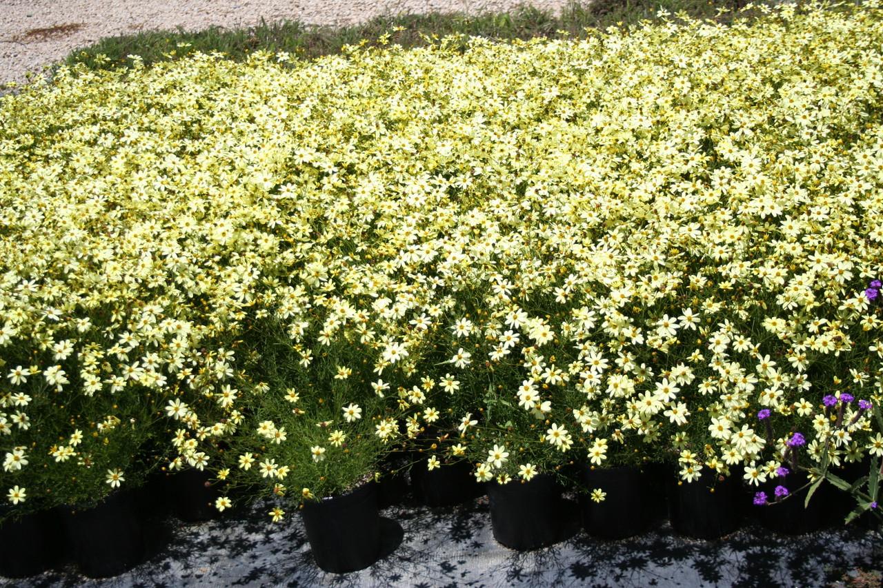 G342 Coreopsis Verticillata 'zagreb' - View 15 from www redcrocus com