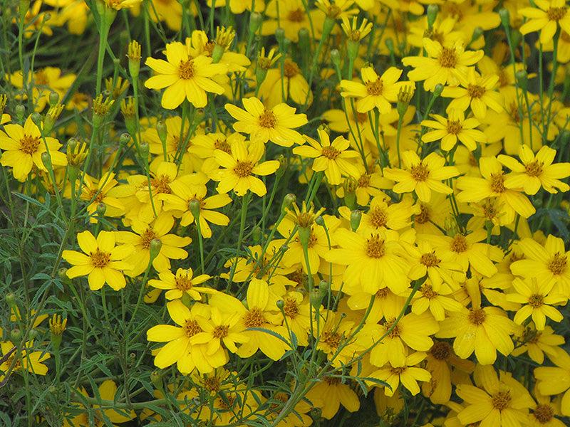 G342 Coreopsis Verticillata 'zagreb' - View 17 from www redcrocus com