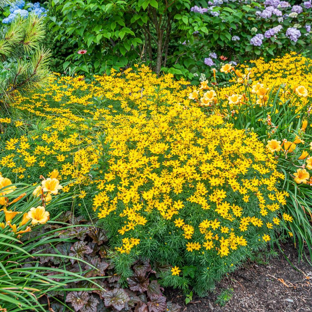 G342 Coreopsis Verticillata 'zagreb' - View 19 from www redcrocus com