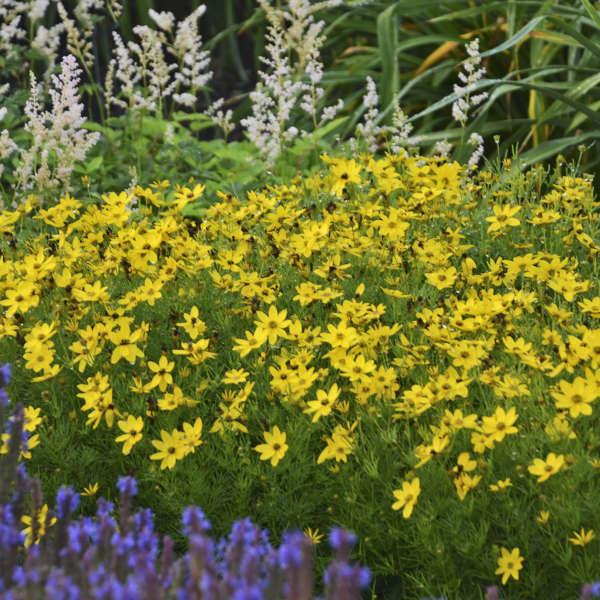 G342 Coreopsis Verticillata 'zagreb' - View 1 from www redcrocus com
