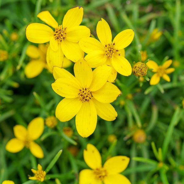 G342 Coreopsis Verticillata 'zagreb' - View 20 from www redcrocus com