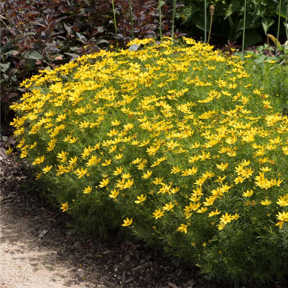 G342 Coreopsis Verticillata 'zagreb' - View 21 from www redcrocus com