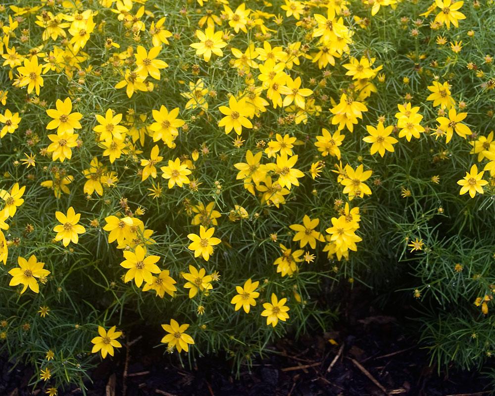 G342 Coreopsis Verticillata 'zagreb' - View 22 from www redcrocus com