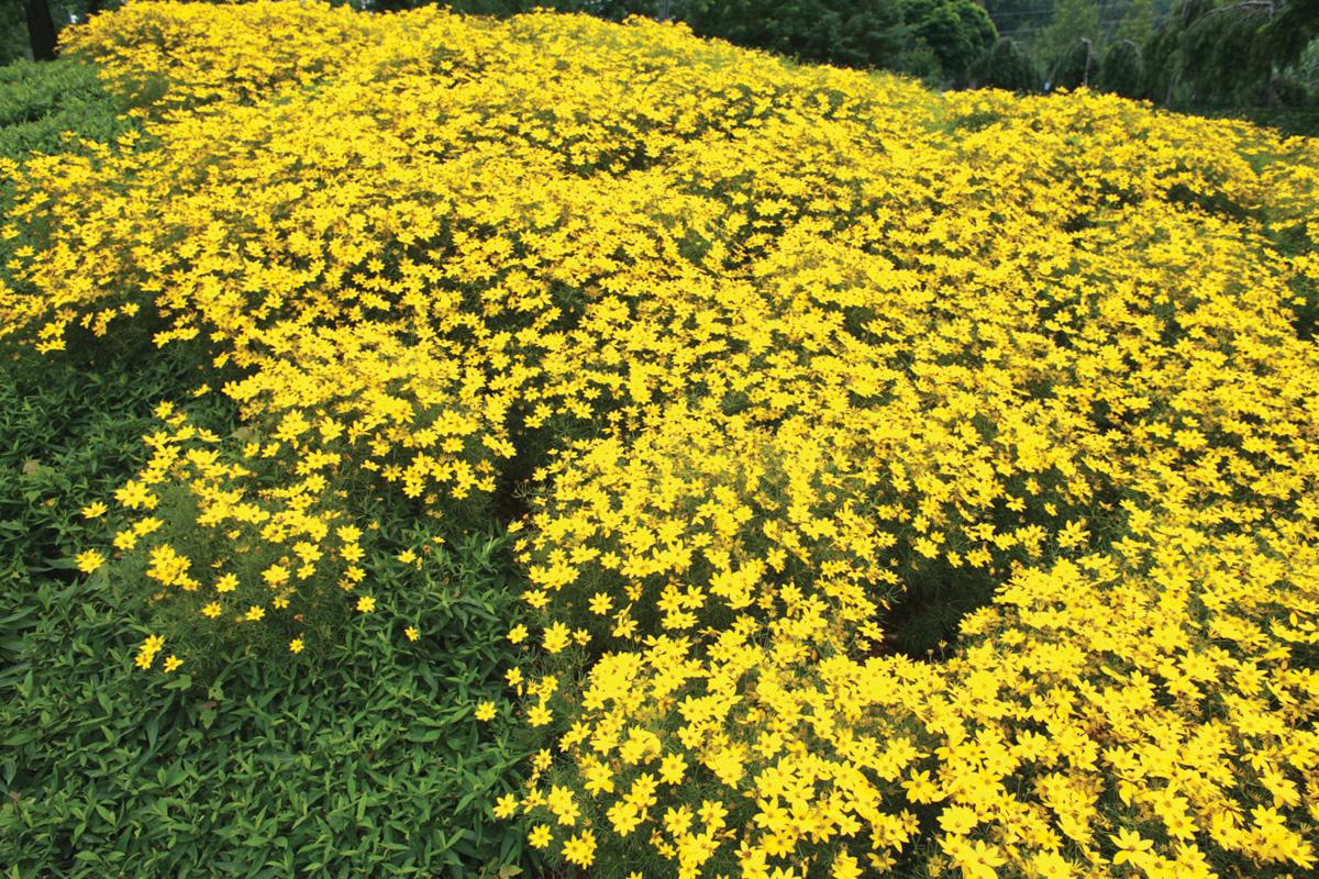 G342 Coreopsis Verticillata 'zagreb' - View 23 from www redcrocus com