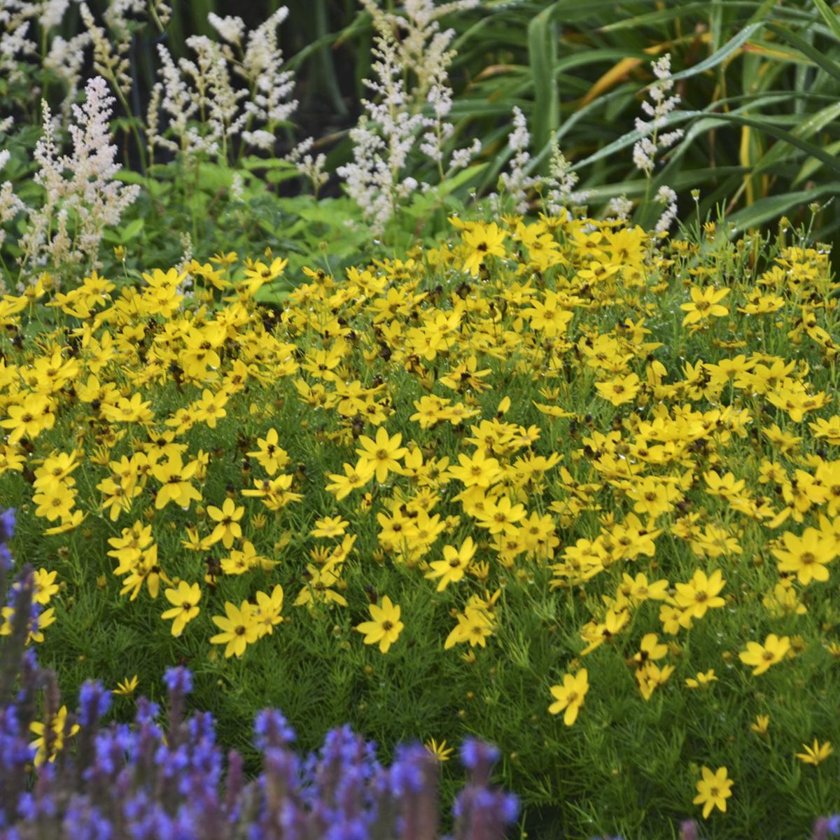 G342 Coreopsis Verticillata 'zagreb' - View 24 from www redcrocus com