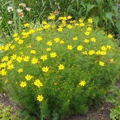 G342 Coreopsis Verticillata 'zagreb' - View 25 from www redcrocus com