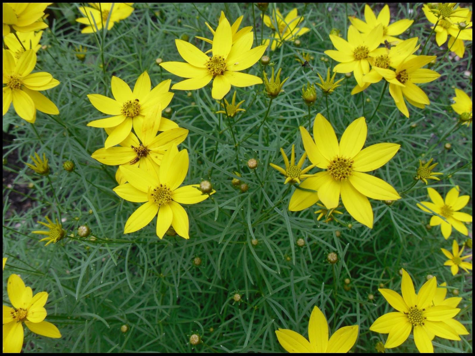 G342 Coreopsis Verticillata 'zagreb' - View 28 from www redcrocus com