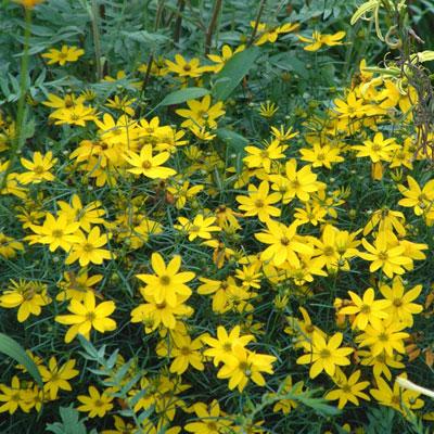 G342 Coreopsis Verticillata 'zagreb' - View 30 from www redcrocus com