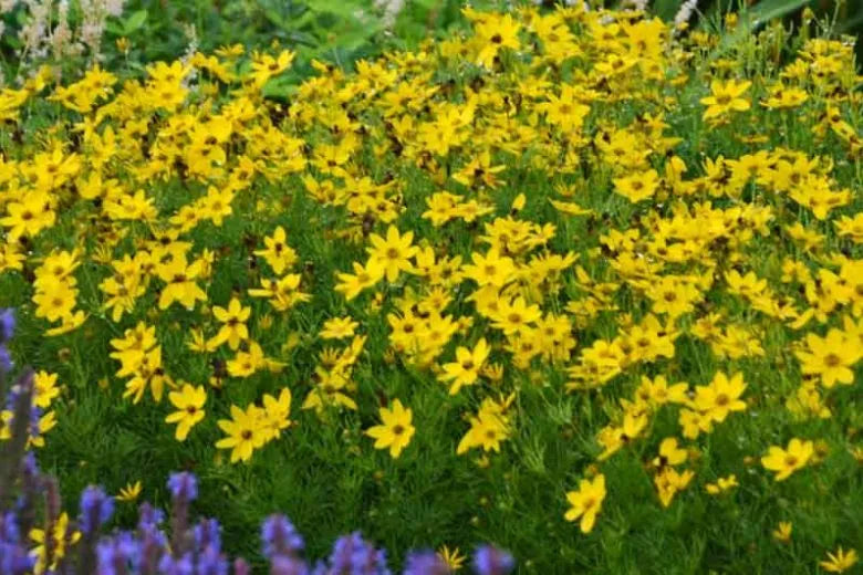 G342 Coreopsis Verticillata 'zagreb' - View 4 from www redcrocus com