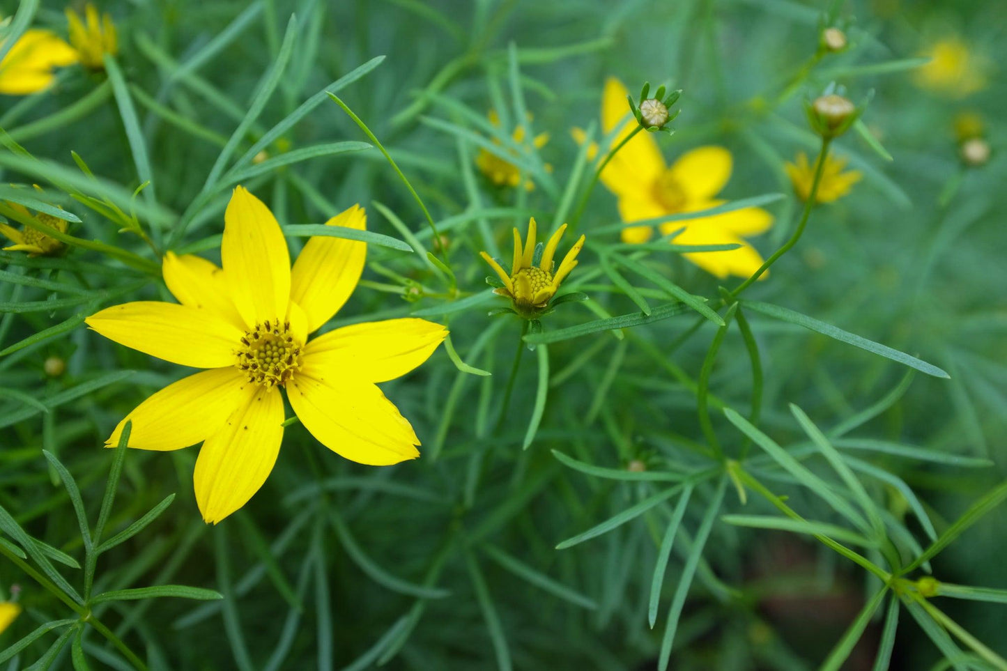 G342 Coreopsis Verticillata 'zagreb' - View 6 from www redcrocus com