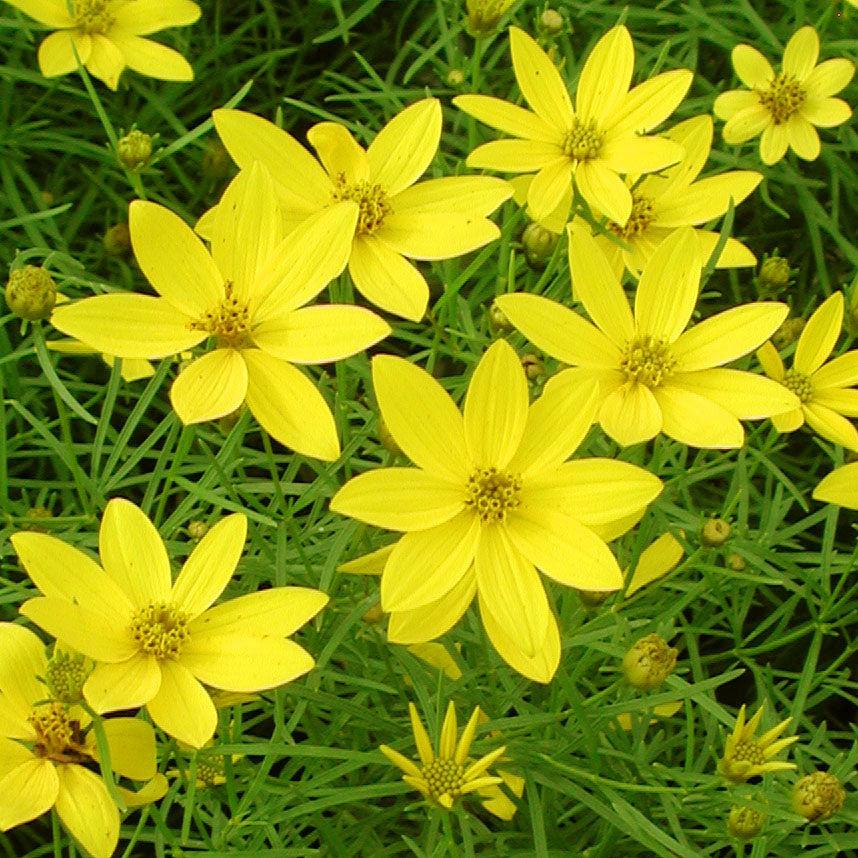 G342 Coreopsis Verticillata 'zagreb' - View 8 from www redcrocus com