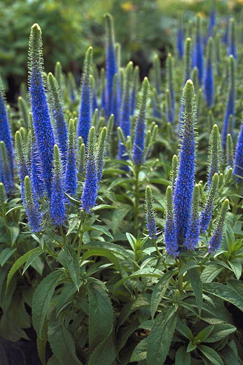 G359 Veronica Spicata 'royal Candles' - View 10 from www redcrocus com