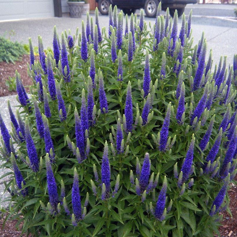 G359 Veronica Spicata 'royal Candles' - View 12 from www redcrocus com