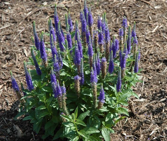 G359 Veronica Spicata 'royal Candles' - View 13 from www redcrocus com