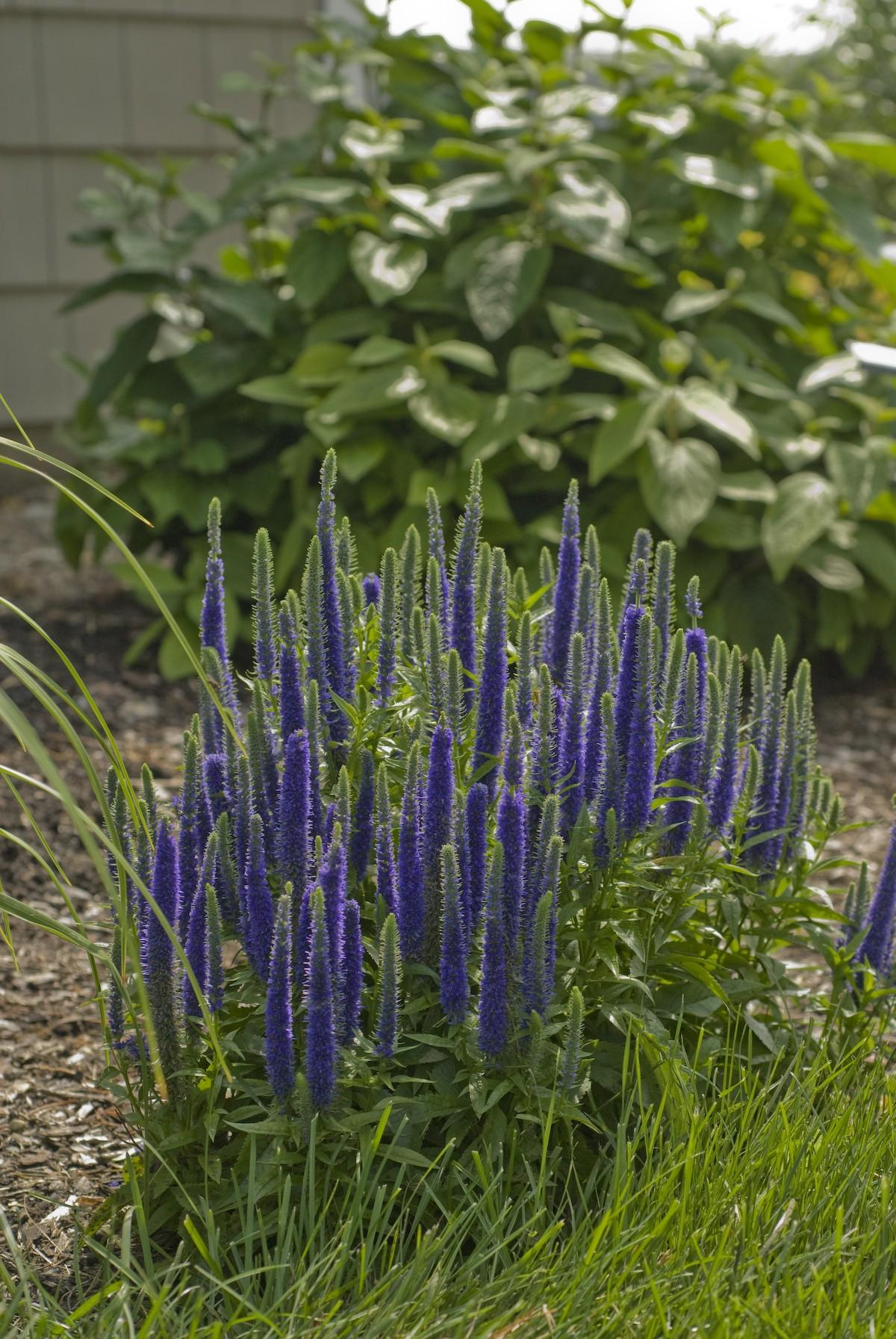 G359 Veronica Spicata 'royal Candles' - View 14 from www redcrocus com