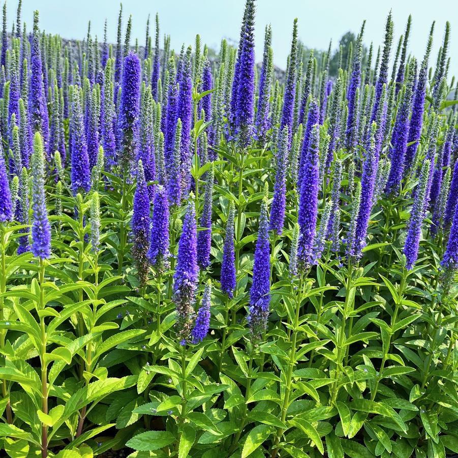 G359 Veronica Spicata 'royal Candles' - View 17 from www redcrocus com