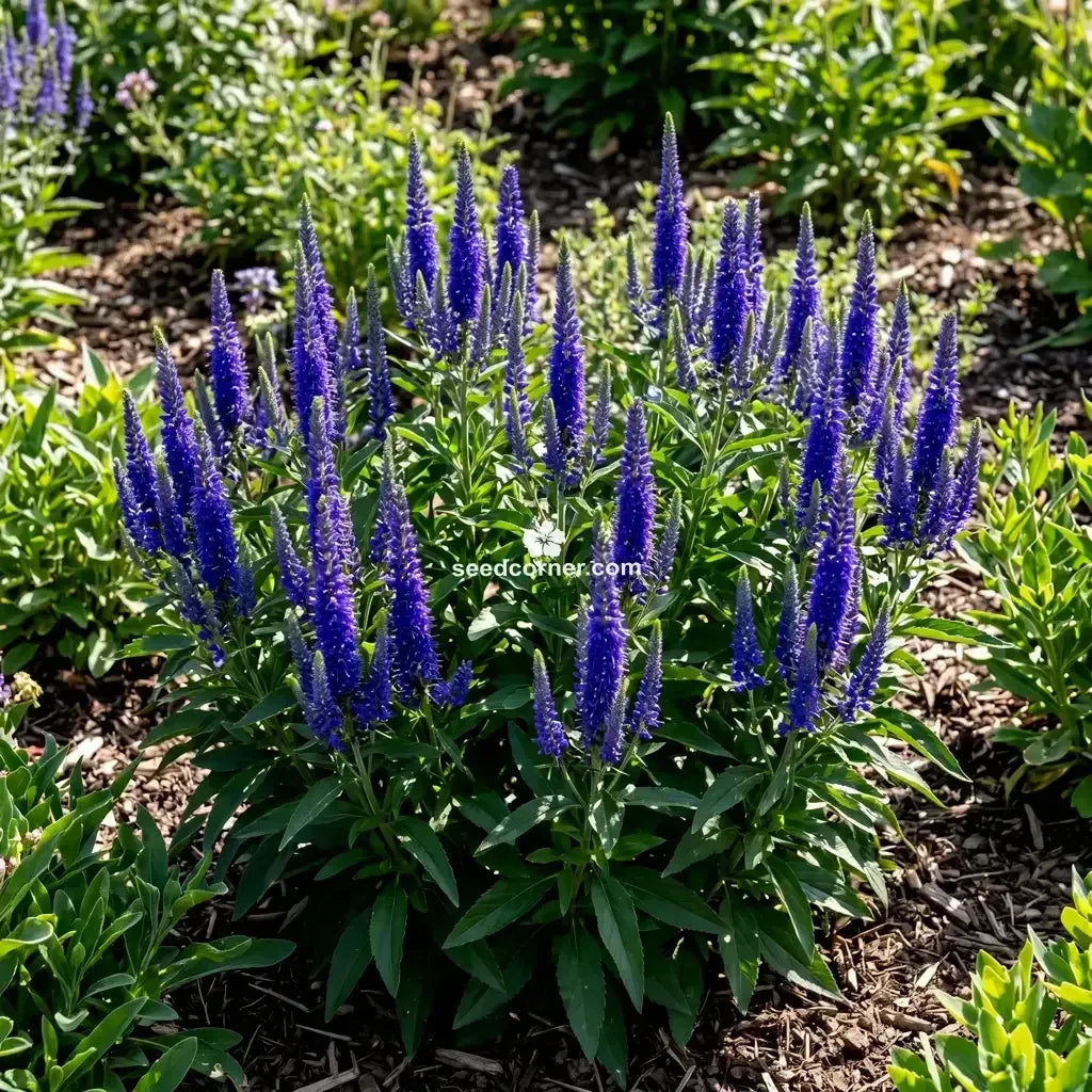 G359 Veronica Spicata 'royal Candles' - View 18 from www redcrocus com