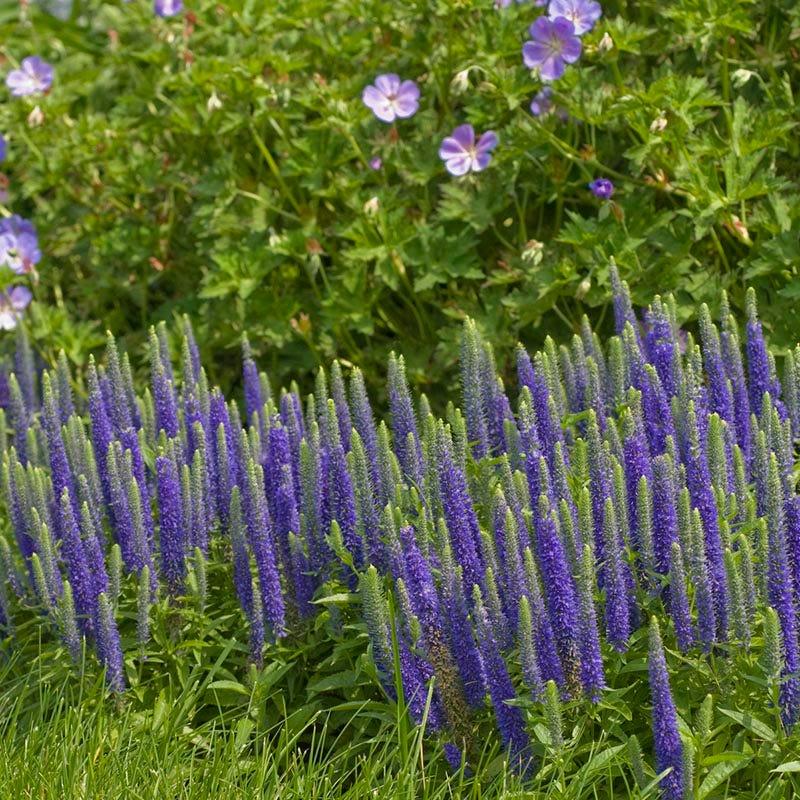 G359 Veronica Spicata 'royal Candles' - View 20 from www redcrocus com