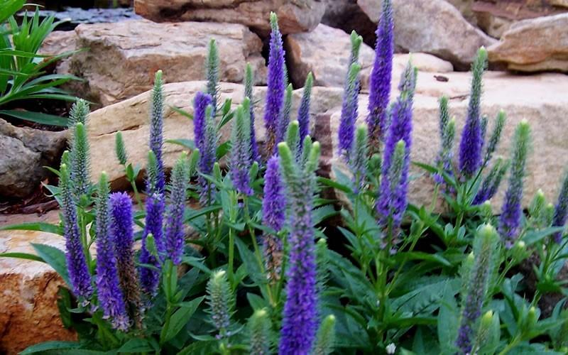 G359 Veronica Spicata 'royal Candles' - View 21 from www redcrocus com
