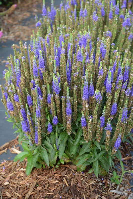 G359 Veronica Spicata 'royal Candles' - View 23 from www redcrocus com