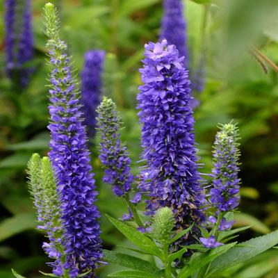 G359 Veronica Spicata 'royal Candles' - View 24 from www redcrocus com