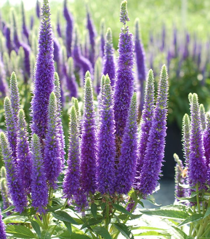 G359 Veronica Spicata 'royal Candles' - View 25 from www redcrocus com