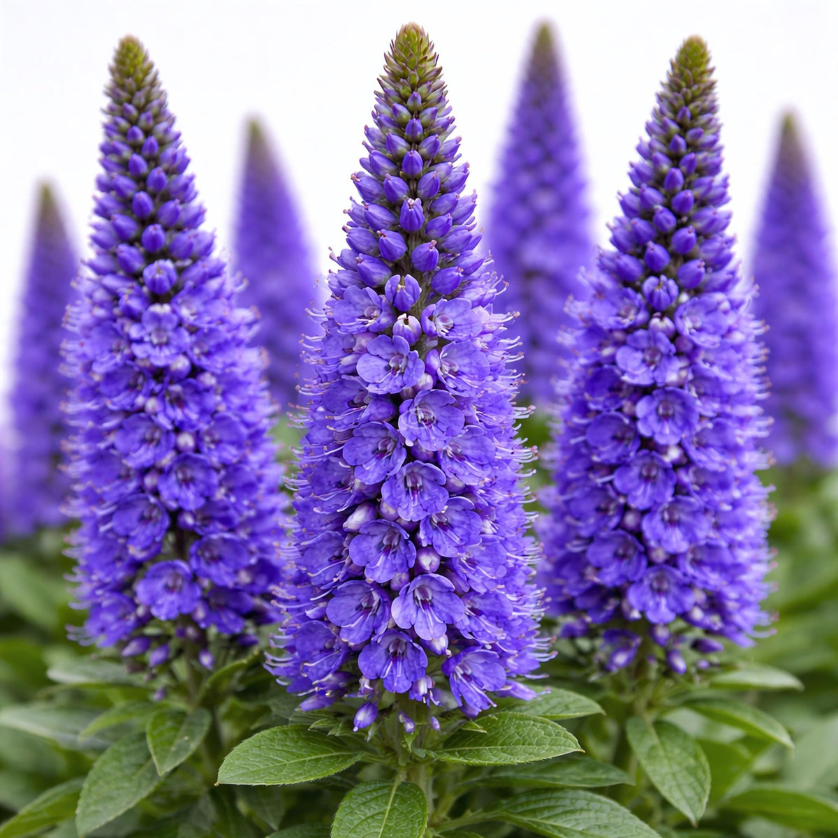 G359 Veronica Spicata 'royal Candles' - View 26 from www redcrocus com