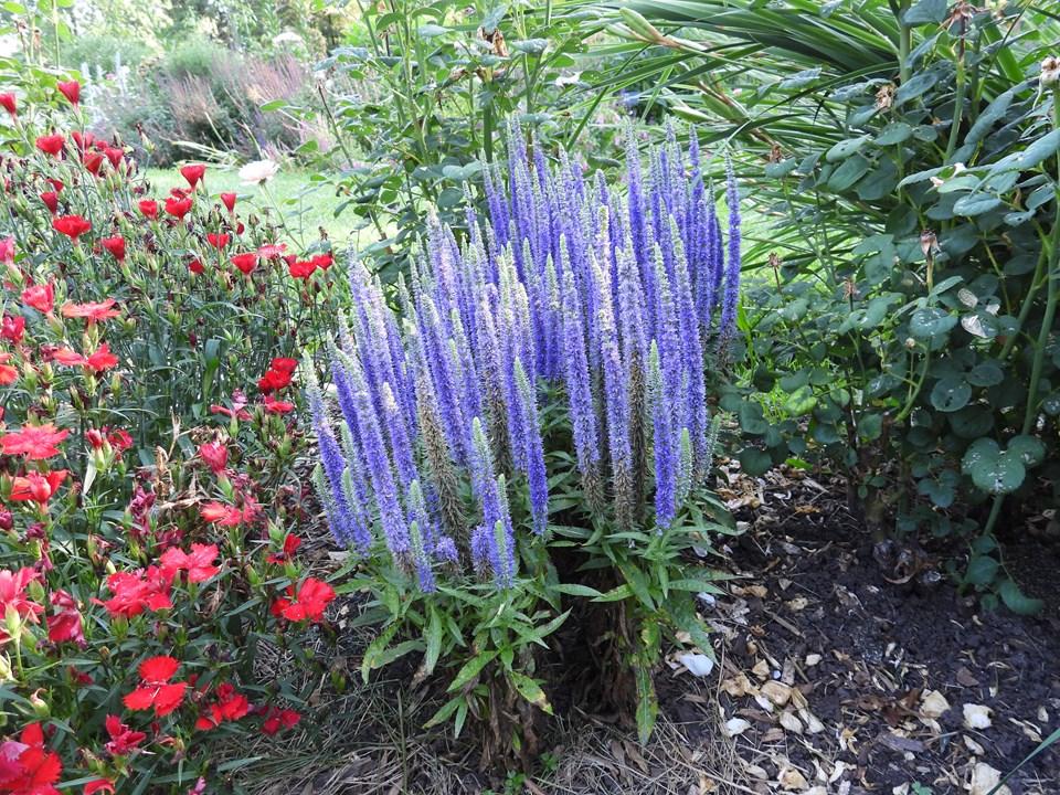 G359 Veronica Spicata 'royal Candles' - View 28 from www redcrocus com