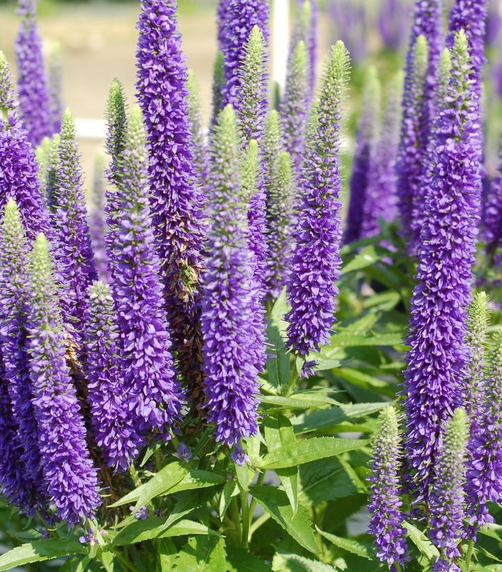 G359 Veronica Spicata 'royal Candles' - View 29 from www redcrocus com